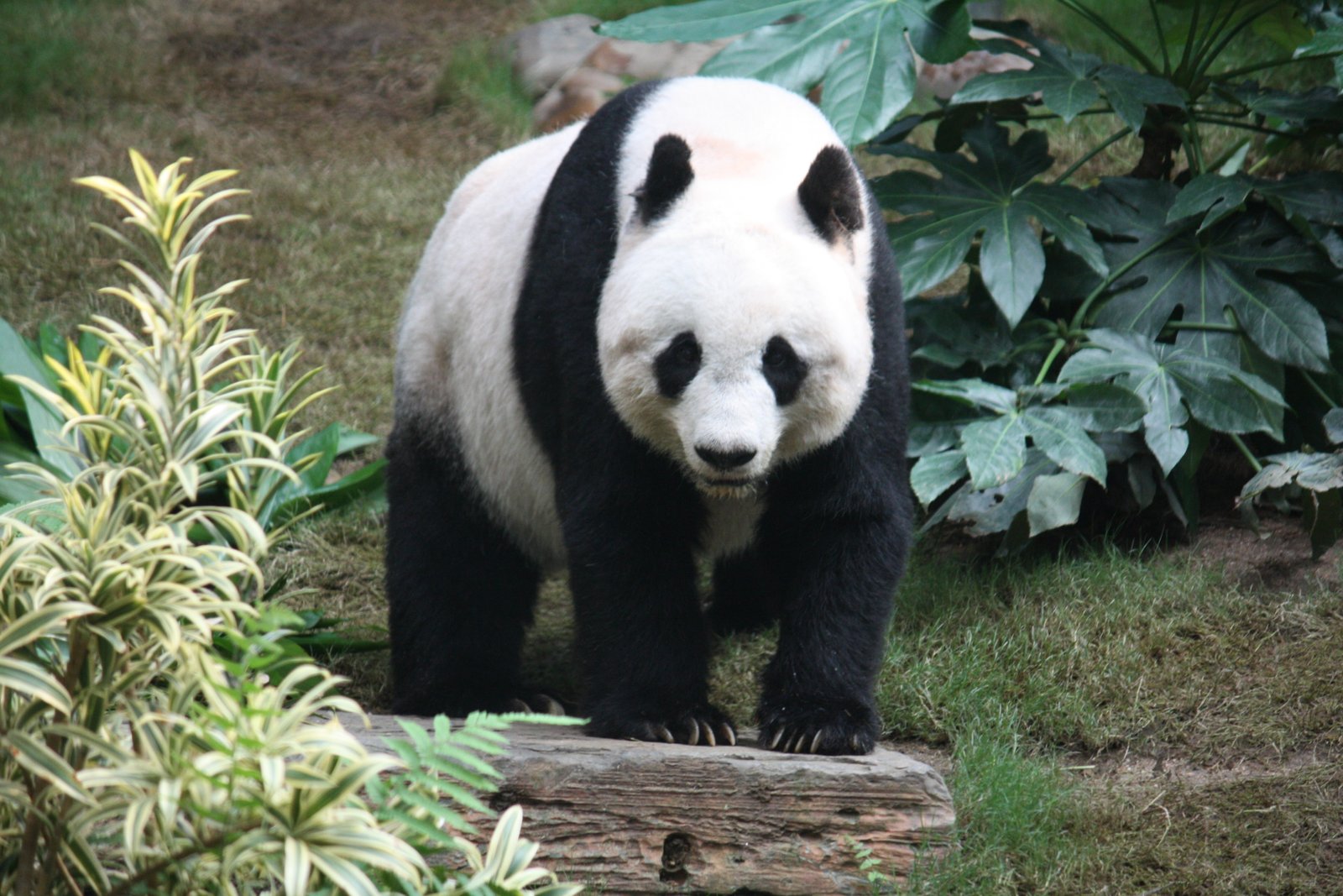 Oso panda gigante